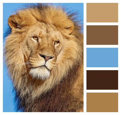 Wild Animal Wildlife Big Cat Mammal Lion Animal Predator Fauna Nature Image